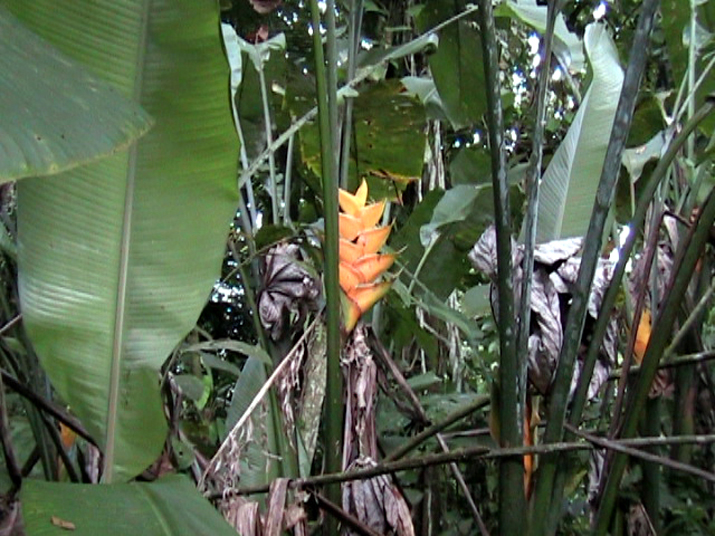 17b - Parc des Mamelles - Marche 007.jpg